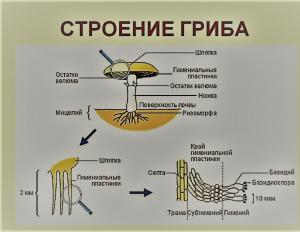 Особенности строения тела гриба